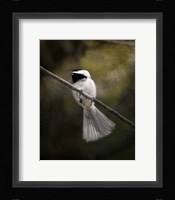 A Song In Your Heart Chickadee Fine Art Print