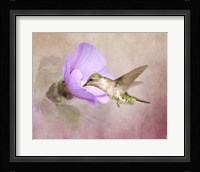 A Taste of Nectar Hummingbird Fine Art Print