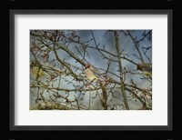 A Taste Of Sunshine Cedar Wax wings Fine Art Print