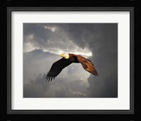 Above The Storm Bald Eagle Fine Art Print