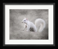 Albino Squirrel Fine Art Print