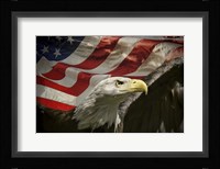 American Eagle Fine Art Print