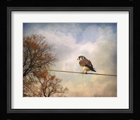 American Kestrel In Autumn Fine Art Print