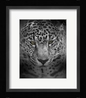 An Intense Stare Fine Art Print