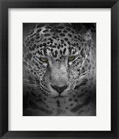 An Intense Stare Fine Art Print