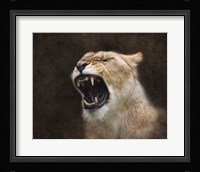 Angry Lioness Portrait Fine Art Print