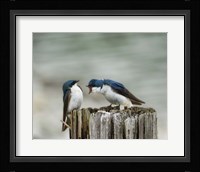 Angry Swallows Fine Art Print