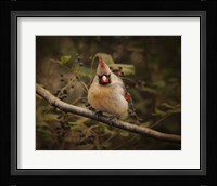 Anticipating Winter Cardinal 1 Framed Print