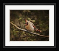 Anticipating Winter Cardinal 2 Fine Art Print