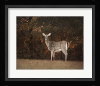Autumn Doe Fine Art Print