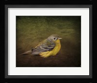 Baby Warbler Fine Art Print