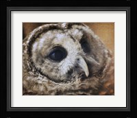 Barred Owl Fine Art Print