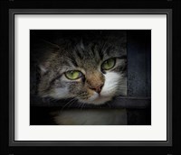 Behind Bars Fine Art Print