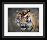 Bengal Tiger Fine Art Print