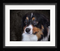 Bernese Mountain Dog Fine Art Print