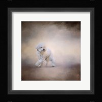 Bichon On The Go Fine Art Print