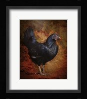 Black Bantam Chicken Fine Art Print