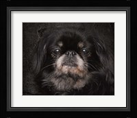 Black Pekingese Portrait Fine Art Print