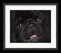 Black Pug Portrait Fine Art Print