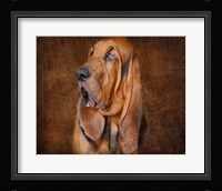 Bloodhound Portrait Fine Art Print
