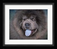 Blue Chow Chow Portrait Fine Art Print