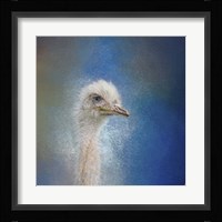 Blue Eyed Beauty Ostrich Fine Art Print