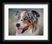 Blue Merle Australian Shepherd Portrait Fine Art Print
