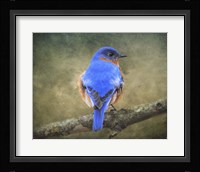 Bluebird Portrait Fine Art Print