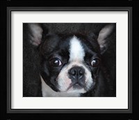 Boston Terrier Portrait Fine Art Print
