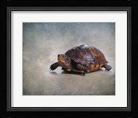 Box Turtle Portrait Framed Print