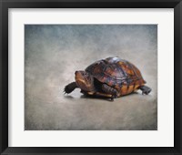 Box Turtle Portrait Framed Print