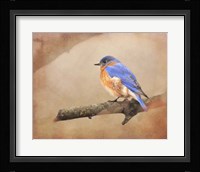Braving Autumn Bluebird Fine Art Print