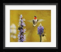 Breakfast With The Bees Hummingbird Fine Art Print
