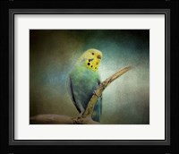 Budgie 1 Framed Print