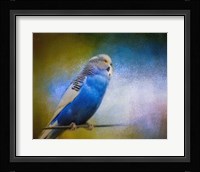 Budgie 2 Framed Print