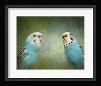 Budgie 4 Framed Print