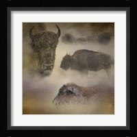 Buffalo Dreams Fine Art Print