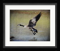 Canadian Goose In Flight 1 Framed Print