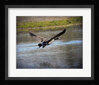 Canadian Goose In Flight 2 Fine Art Print