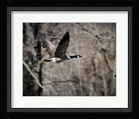 Canadian Goose In Flight 3 Framed Print