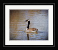 Canadian Goose In The Water Fine Art Print