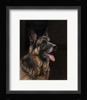 Classic German Shepherd Fine Art Print