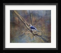 Color My World Blue Jay Fine Art Print