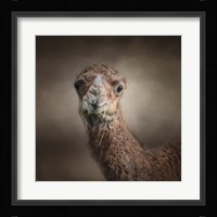 Eat Your Veggies Camel Fine Art Print