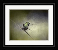 Feeling Frisky Hummingbird Fine Art Print