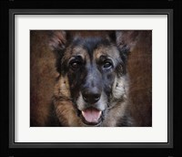 German Shepherd Face Fine Art Print