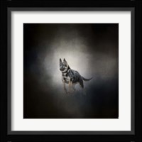 German Shepherd Puppy Feet First Fine Art Print