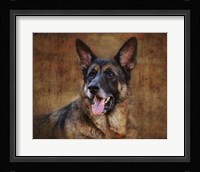 German Shepherd Fine Art Print
