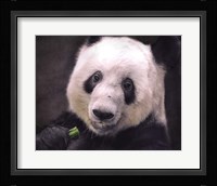 Giant Panda Bear Fine Art Print