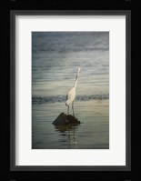 Great White Egret At Sunrise Fine Art Print